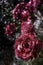 Pink rose aged grunge textured floral background