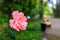 Pink rose on the background of the park, blurred background of the alley and benches in the park. natural park