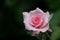 Pink rose beautiful color romance flower blooming in nature back