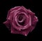 Pink rose on the black isolated background with clipping path. no shadows. Closeup. For design, texture, borders, frame, backgr