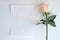 Pink Rose and Blank paper Mockup