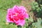Pink rose bloming in garden