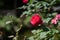 A pink rose bloomed in the sun in the garden