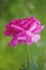 Pink Rose Blooming Against Green Background