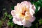 Pink rose. Blooming rose. Gardening Pink roses. Flowers in garden