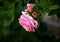 Pink rose blossom on a brick background