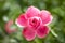 pink rose blossom, fokus on center of the flower, bokeh in the background