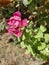 A pink rose blossomed in a garden in india