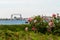 Pink rose blossoms and iconic Duluth Minnesota Aerial Lift Bridge