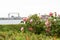 Pink rose blossoms and the iconic Duluth Minnesota Aerial Lift Bridge