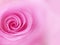 pink rose blur background