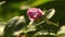 Pink rose bud with dew drops in sunlight, green bokeh bg, romantic garden flower