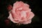 Pink rose with buds on a dark background, soft and romantic vintage flower