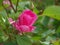 Pink Rose Buds Opening at the Water Works Garden