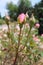 Pink rose buds almost ready to bloom stand out focused against blurred rose garden of pink roses with trees in background