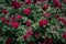 Pink rose bush background. Beautiful scarlet roses in the garden close-up for valentine\\\'s day