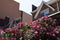 Pink Rose Bushes in front of Old Brick Homes in Astoria Queens New York