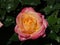 Pink Rose at Butchart Garden