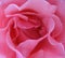 Pink rose close-up