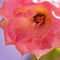 Pink rose in close up, details of pink rose flower