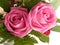 Pink rose, close up flower arrangment