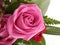 Pink rose, close up flower arrangment