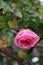 Pink rose. Close-up photo. Fragrant Blossom. Arrangement.