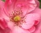 Pink Rose, Closeup, Climbing Rose