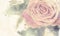 Pink rose closeup, retro vintage grunge background.