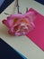 Pink Rose on coloured backgrounds
