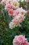 Pink rose Compassion flowers in a summer garden. Vertical.