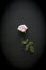 Pink rose cut flower lies on black background. One beautiful rose on a white table. Minimalism. Postcard, cover, surprise or gift