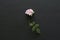 Pink rose cut flower lies on black background. One beautiful rose on a white table. Minimalism. Postcard, cover, surprise or gift