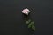 Pink rose cut flower lies on black background. One beautiful rose on a white table. Minimalism. Postcard, cover, surprise or gift