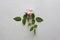 Pink rose cut flower lies on gray light background. One beautiful rose on a white table. Minimalism. Postcard, cover, surprise or