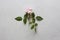 Pink rose cut flower lies on gray light background. One beautiful rose on a white table. Minimalism. Postcard, cover, surprise or