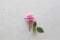 Pink rose cut flower lies on gray light background. One beautiful rose on a white table. Minimalism. Postcard, cover, surprise or