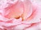 Pink rose with dew (close-up, natural background)