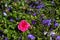 Pink rose with dewdrops on a background of small blue lobelia flowers. Colorful arrangement of multi-colored flowers in