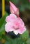 Pink rose dipladenia flower