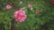 Pink rose with drops of dew on petals in autumn garden