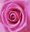 Pink rose in drops of water close-up on the eighth of March