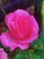 Pink Rose Enchanted Garden, Water Drops, Rustic Flower Garden. Petals Magical Bloom fairy Flower.