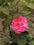 Pink Rose-Eutopia Gardens,Mandruloc,Arad County,Romania