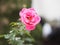 Pink rose flower arrangement Beautiful bouquet on blurred of nature background symbol love Valentineâ€™s Day beautiful in nature