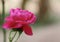 A pink rose flower, been and blur background