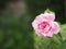 Pink rose flower blooming in garden on blurred of nature background space for write text for postcard valentine day