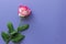 Pink rose flower on a bright lilac background