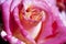 Pink rose flower closeup beauty, floral background macro