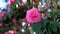 pink rose flower closeup blooming outdoor, slow motion, summer